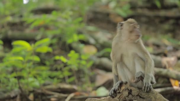 Wild Javanese Macaque Monkeys Pangandaran Beach Nature Preserve — Stockvideo