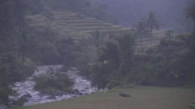 Beautiful Morning View of Paddy Field Rice Terrace at Garut Tasikmalaya West Java Indonesia