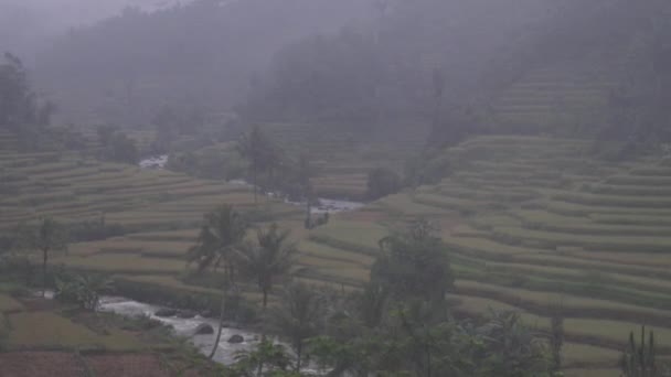 Beautiful Morning View Paddy Field Rice Terrace Garut Tasikmalaya West — 비디오