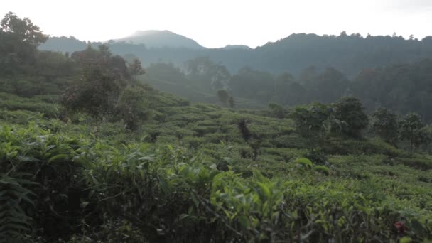 Peaceful Morning Situ Patengan Patenggang Lake Ciwidey Bandung West Java — 图库视频影像