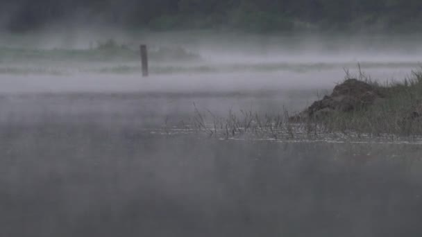 Peaceful Morning Situ Patengan Patenggang Lake Ciwidey Bandung West Java — Stockvideo