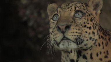 Cava Endonezya 'da nesli tükenmekte olan Macan Tutul Jawa Javan Leoparı Panthera Etovora
