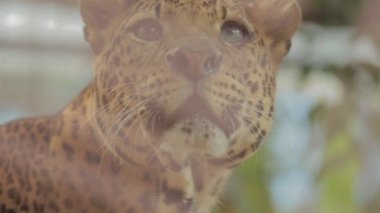 Cava Endonezya 'da nesli tükenmekte olan Macan Tutul Jawa Javan Leoparı Panthera Etovora