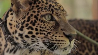 Cava Endonezya 'da nesli tükenmekte olan Macan Tutul Jawa Javan Leoparı Panthera Etovora