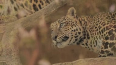 Endangered Macan Tutul Jawa Javan Leopard Panthera Carnivora in Java Indonesia