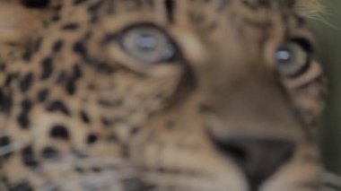 Cava Endonezya 'da nesli tükenmekte olan Macan Tutul Jawa Javan Leoparı Panthera Etovora
