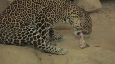Cava Endonezya 'da nesli tükenmekte olan Macan Tutul Jawa Javan Leoparı Panthera Etovora