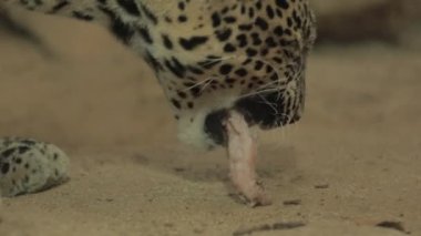 Cava Endonezya 'da nesli tükenmekte olan Macan Tutul Jawa Javan Leoparı Panthera Etovora