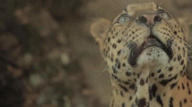 Endangered Macan Tutul Jawa Javan Leopard Panthera Carnivora in Java Indonesia