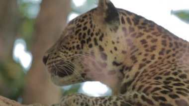 Cava Endonezya 'da nesli tükenmekte olan Macan Tutul Jawa Javan Leoparı Panthera Etovora