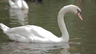 Kuş Kaz Gölü - Avustralya kökenli Siyah Kuğu Kuğu Atratus ve Avrupa kökenli Beyaz Kuğu Kuğu Olor