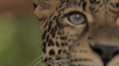 Cava Endonezya 'da nesli tükenmekte olan Macan Tutul Jawa Javan Leoparı Panthera Etovora
