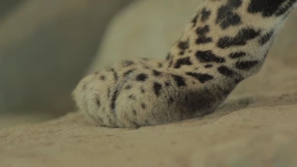 Endangered Macan Tutul Jawa Javan Leopard Panthera Carnivora Java Indonesia — Αρχείο Βίντεο