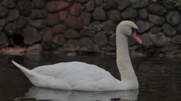 Birds Geese Lake Black Swan Cygnus Atratus Родом Австралии White — стоковое видео