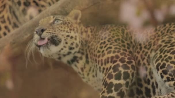 Endangered Macan Tutul Jawa Javan Leopard Panthera Carnivora Java Indonesia — Vídeos de Stock