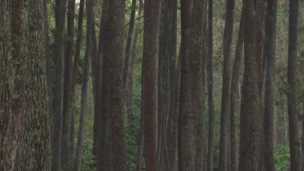 Pine Trees Pinus Merkusii Forest Park Bandung West Java Indonesia — Vídeo de stock