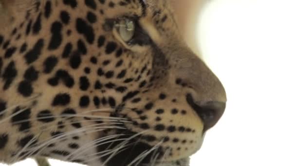 Endangered Macan Tutul Jawa Javan Leopard Panthera Carnivora Java Indonesia — Stock Video
