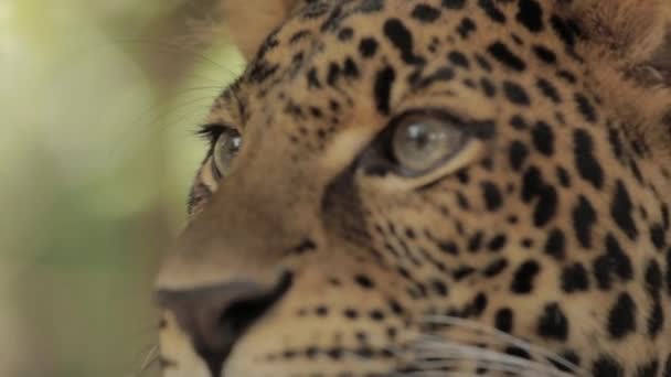 Endangered Macan Tutul Jawa Javan Leopard Panthera Carnivora Java Indonesia — Stock video