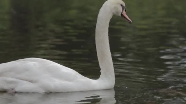 Birds Geese Lake Black Swan Cygnus Atratus Originating Australia White — Stock video