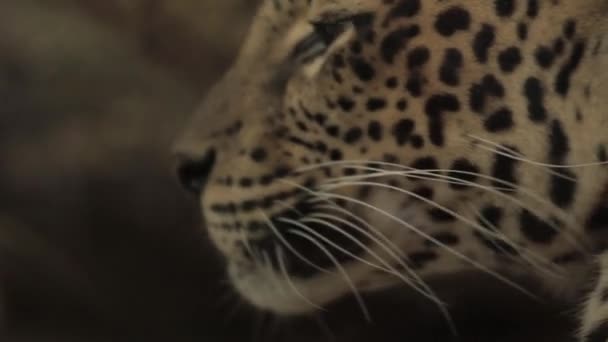 Endangered Macan Tutul Jawa Javan Leopard Panthera Carnivora Java Indonesia — Vídeos de Stock