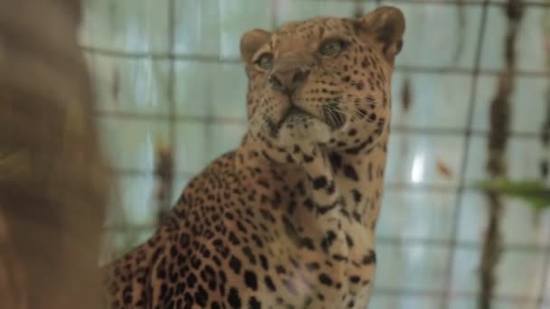 Endangered Macan Tutul Jawa Javan Leopard Panthera Carnivora Java Indonesia — Wideo stockowe