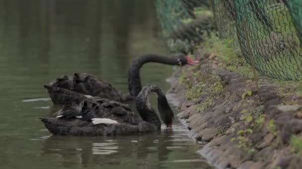 Birds Geese Lake Black Swan Cygnus Atratus Originating Australia White — Vídeos de Stock