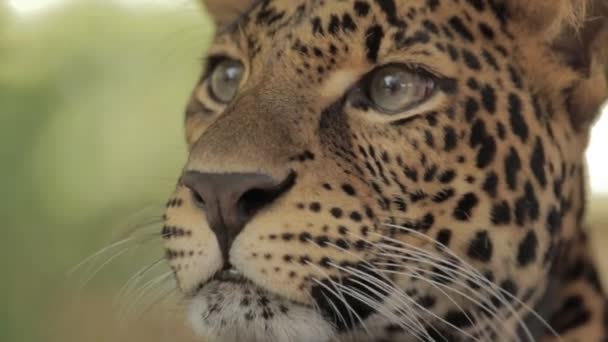 Endangered Macan Tutul Jawa Javan Leopard Panthera Carnivora Java Indonesia — Stok video