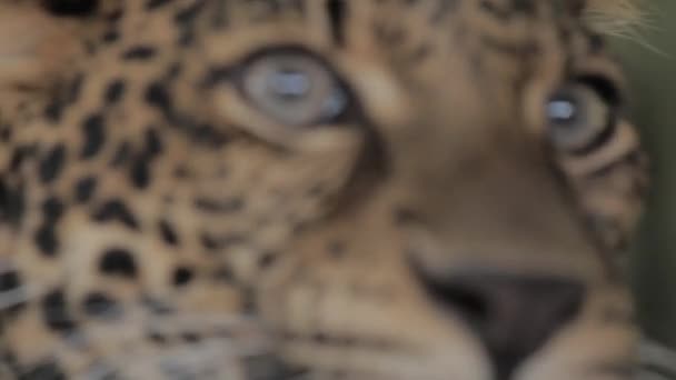 Endangered Macan Tutul Jawa Javan Leopard Panthera Carnivora Java Indonesia — Stockvideo