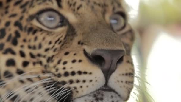 Gefährdeter Macan Tutul Jawa Javan Leopard Panthera Carnivora Java Indonesien — Stockvideo