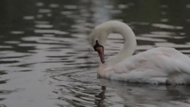 Birds Geese Lake Black Swan Cygnus Atratus Originating Australia White — Vídeo de stock