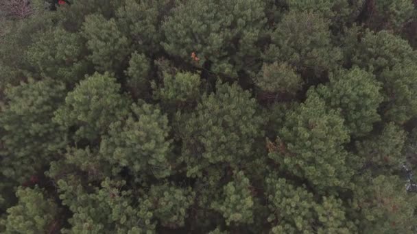 Pohon Pine Pinus Merkusii Taman Hutan Bandung Jawa Barat Indonesia — Stok Video