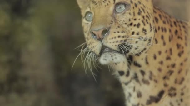 Endangered Macan Tutul Jawa Javan Leopard Panthera Carnivora Java Indonesia — Stock Video