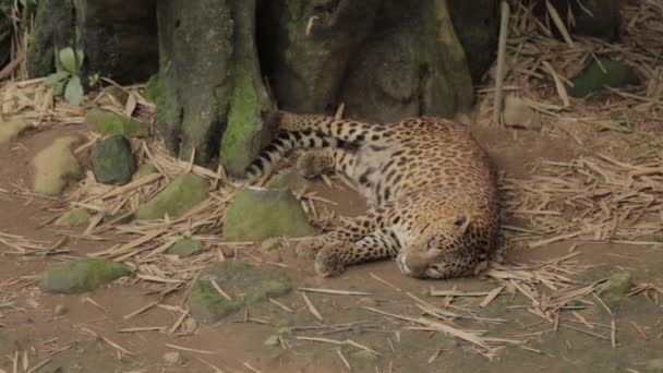 Endangered Macan Tutul Jawa Javan Leopard Panthera Carnivora Java Indonesia — Wideo stockowe