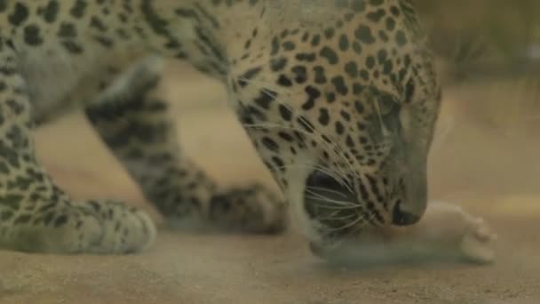 Список Викопних Птахів Macan Tutul Jawa Javan Leopard Panthera Carnivora — стокове відео