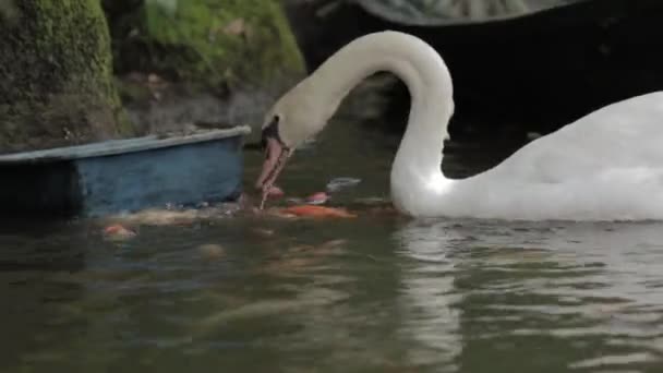 Birds Geese Lake Black Swan Cygnus Atratus Originating Australia White — Vídeo de Stock