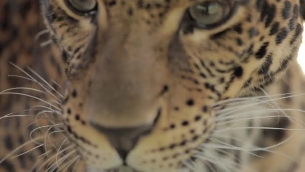 Endangered Macan Tutul Jawa Javan Leopard Panthera Carnivora Java Indonesia — Vídeos de Stock