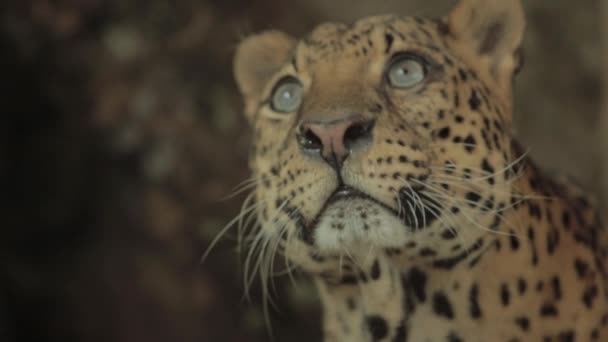 Endangered Macan Tutul Jawa Javan Leopard Panthera Carnivora Java Indonesia — Vídeos de Stock