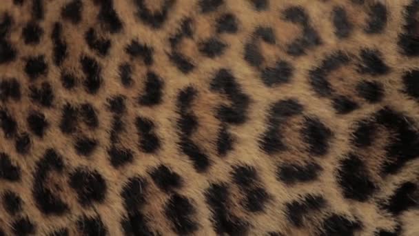 Endangered Macan Tutul Jawa Javan Leopard Panthera Carnivora Java Indonesia — Stockvideo