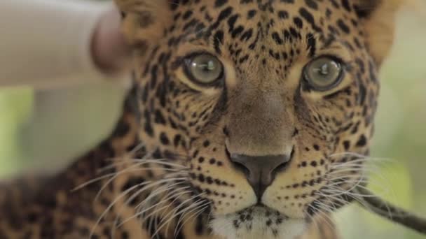 Veszélyeztetett Macan Tutul Jawa Javan Leopard Panthera Carnivora Java Indonéziában — Stock videók