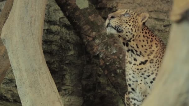 Macan Tutul Jawa Javan Leopard Panthera Carnivora Pericolo Giava Indonesia — Video Stock