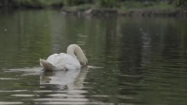 Birds Geese Lake Black Swan Cygnus Atratus Originating Australia White — Stock video