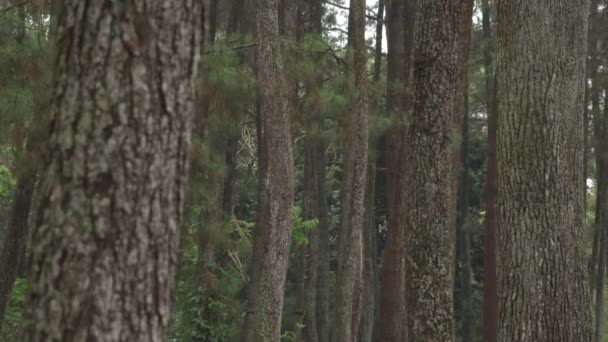 Pine Trees Pinus Merkusii Forest Park Bandung West Java Indonesia — Vídeos de Stock
