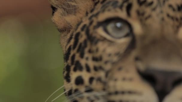 Gefährdeter Macan Tutul Jawa Javan Leopard Panthera Carnivora Java Indonesien — Stockvideo