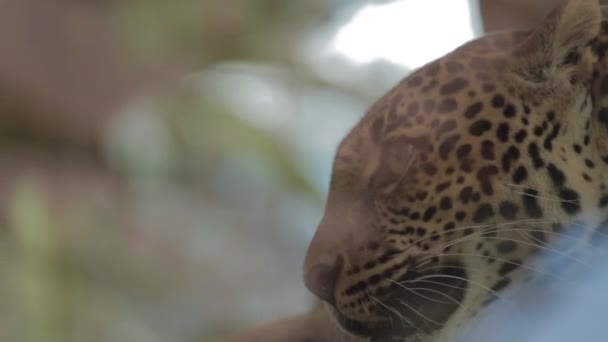 Endangered Macan Tutul Jawa Javan Leopard Panthera Carnivora Java Indonesia — стоковое видео