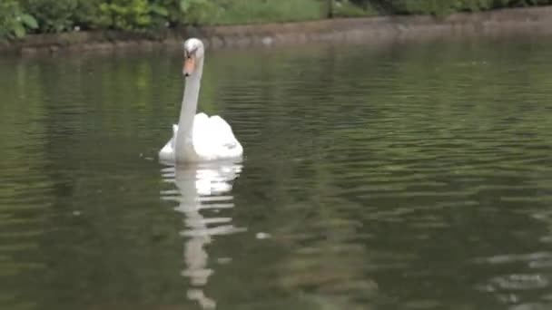 Birds Gese Lake Black Swan Cygnus Atratus Родом Австралії White — стокове відео