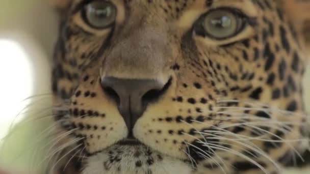 Endangered Macan Tutul Jawa Javan Leopard Panthera Carnivora Java Indonesia — Αρχείο Βίντεο