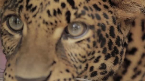 Endangered Macan Tutul Jawa Javan Leopard Panthera Carnivora Java Indonesia — Vídeos de Stock