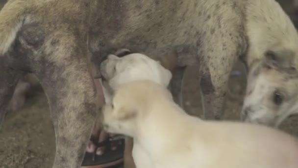 Stray Mother Dog Breastfeeding Three Cute Little Puppies Dogs — Stock Video