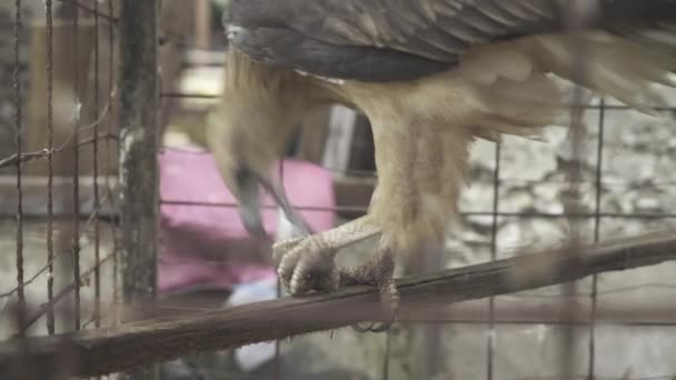 Elang Bondol Bird Haliastur Indus Eating Meat Cage Indonesia — Stockvideo