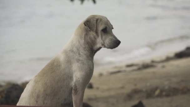 Poor Sad Dirty Cute Stray White Pup Puppy Dog Beach — Stock video